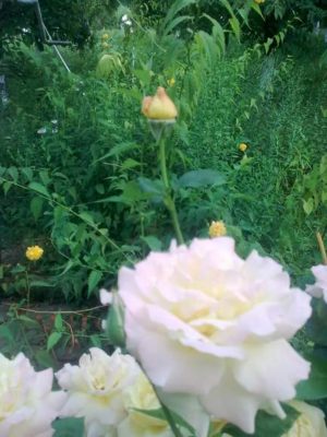 blog-trand-albimage2868