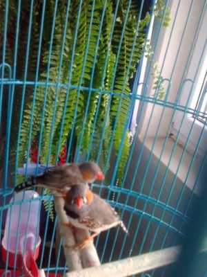 adela-pasarile-image13964