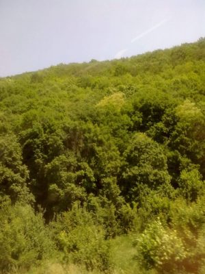 1 codru Image7514