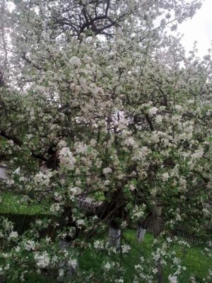 copac alb voroneţ Image0571