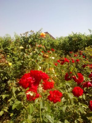 frumoasă super Image9235