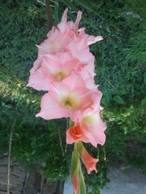 gladiolă f IMG_20150804_084427