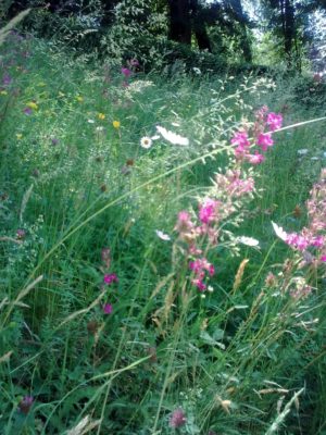 goga Image7521