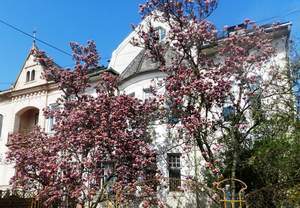 1 blog magnolie CN8952