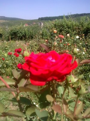 33 trand roşu zare Image9233