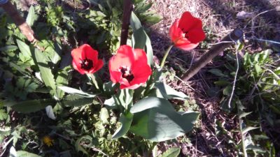 IMG_20170402_103237