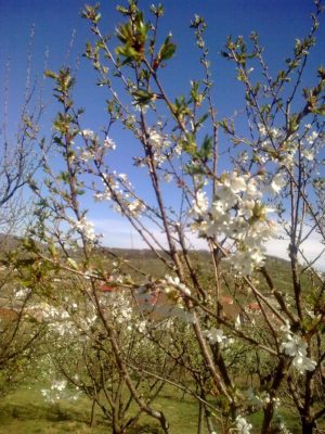 flori albe Image15100