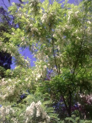00 salcam flori superbe Image15296