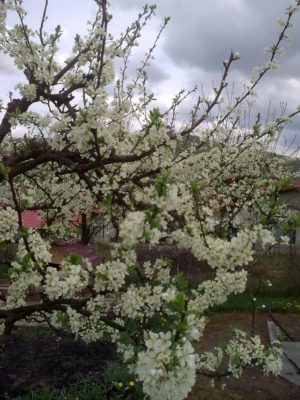 2 flori albe 5 05 2017Image15129