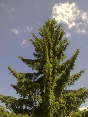brad conuri şiporumbel în vîrf foto j n.