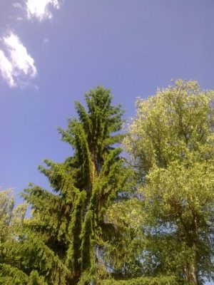 brad şi plop foto jeniţa naidin