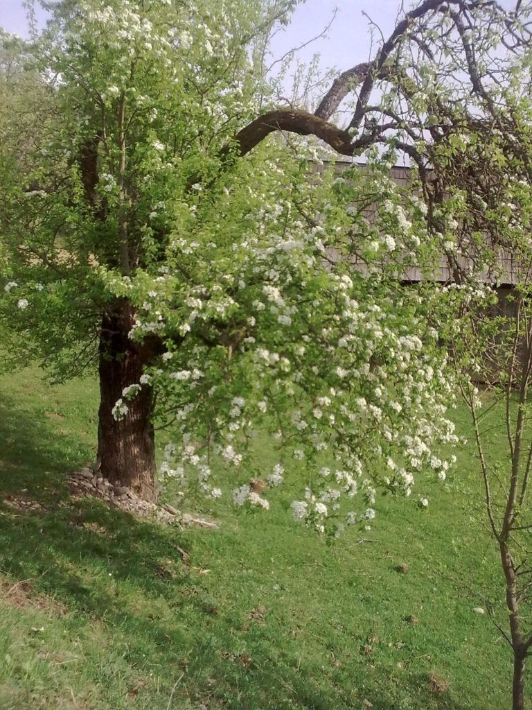copac bătrân deal localitatea Strâmba Image15234
