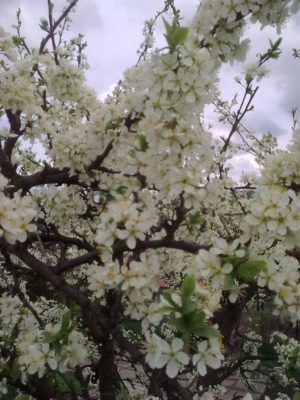 flori albe prima 5 05 2017Image15128