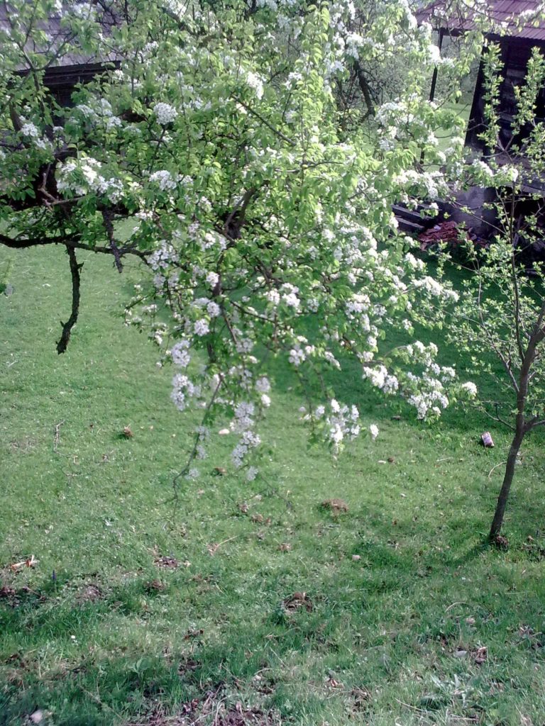 meleaguri Strîmba manastireImage15237