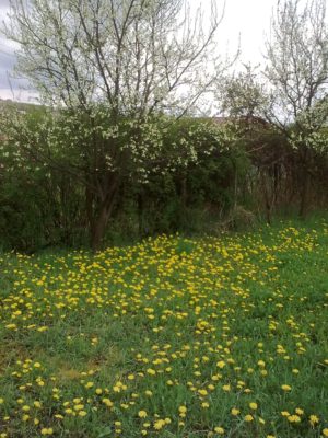 natură papadie15131