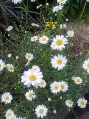 super flori margarete