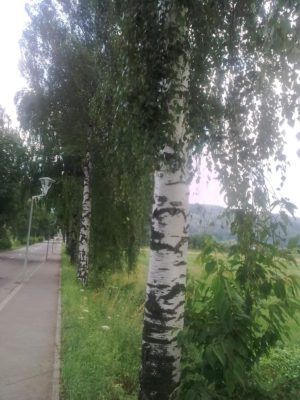aleea cu mesteceni spre Voroneţ Image16301