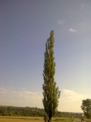 drum băbuşa spre băceşti meleaguri nataleImage16402