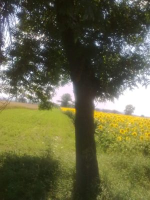 meleagurile copilăriei mele jdn