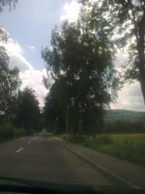 spre voroneţ aleea cu mesteceni Image16303