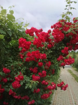 trandafiri roşii ultima jn