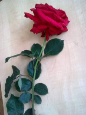 1 trandafir foto Jeniţa naidin