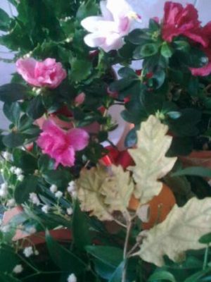 flori din balcon jn