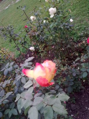 poza 1.trandafiri toamna la M Neamţ foto jeniţa naidin