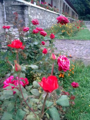 flori la mănăstirea S. foto jeniţa naidin